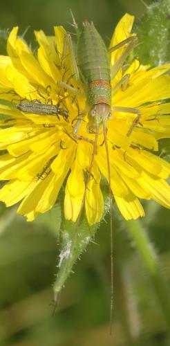 Ephippiger diurnus diurnus